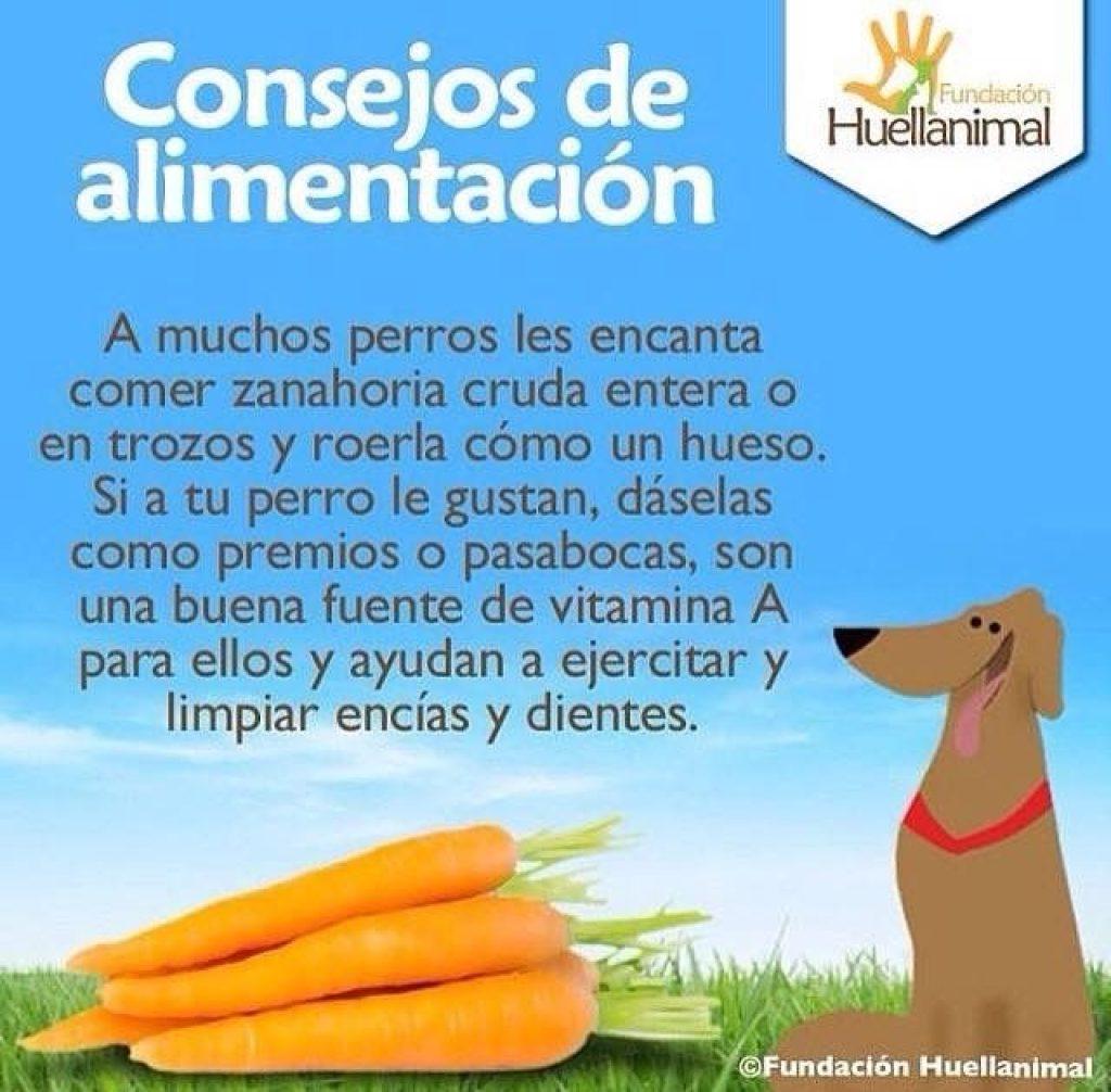 Un Perro Puede Comer Zanahoria 1024x1006