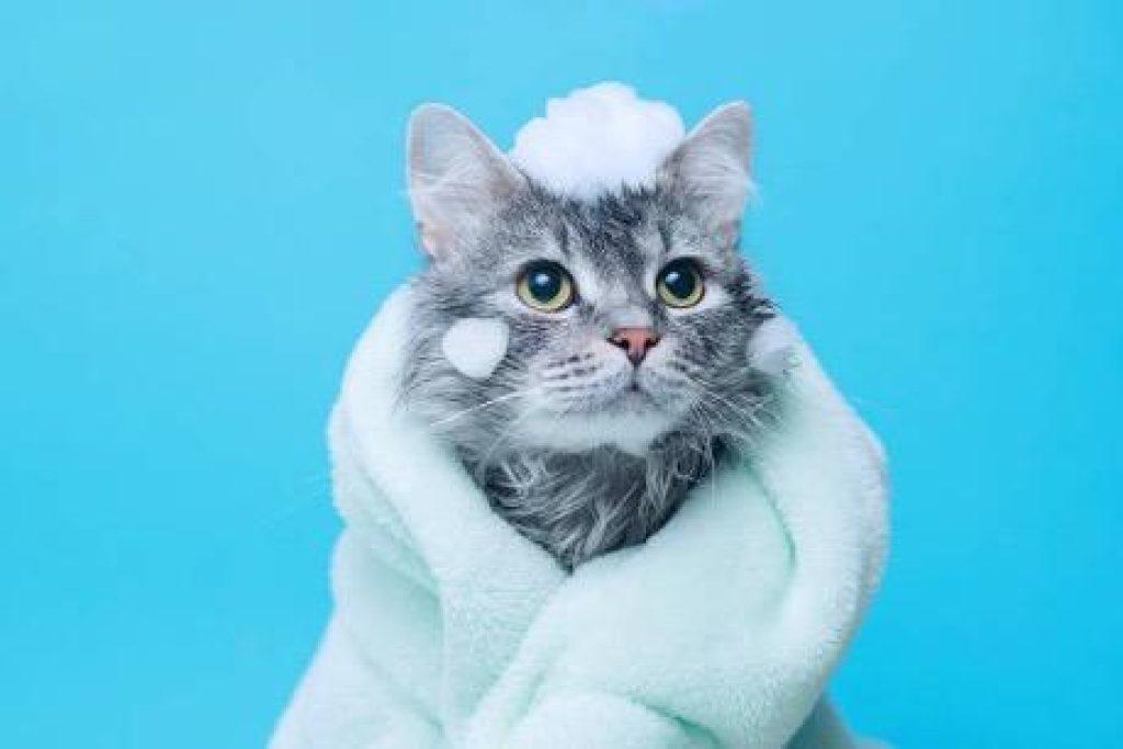 Banar Gato 1024x683