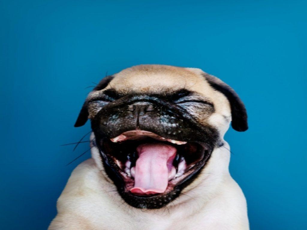 Dientes Mascotas 1024x768