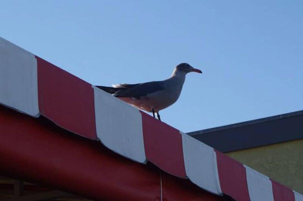 Evitar Pajaro 1024x681