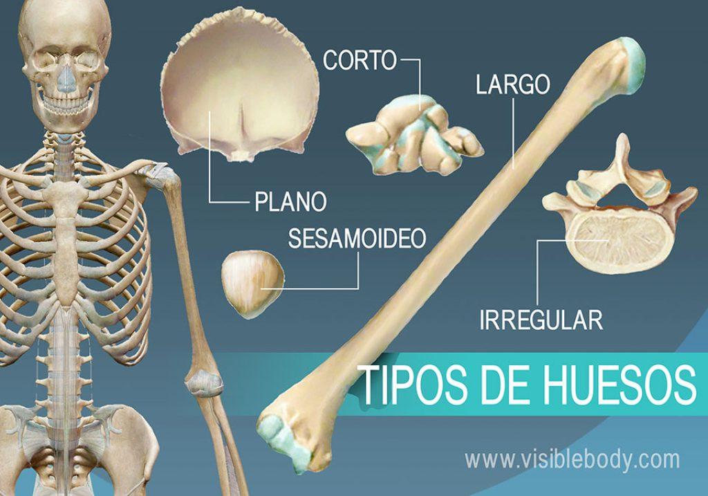 Forma Hueso 1024x717