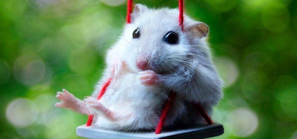 Los Hamsters 1024x480