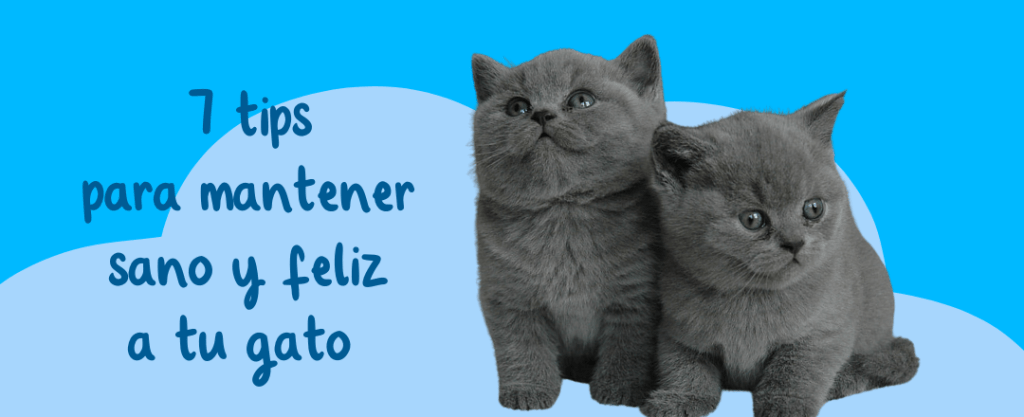Mantener Gato 1024x417