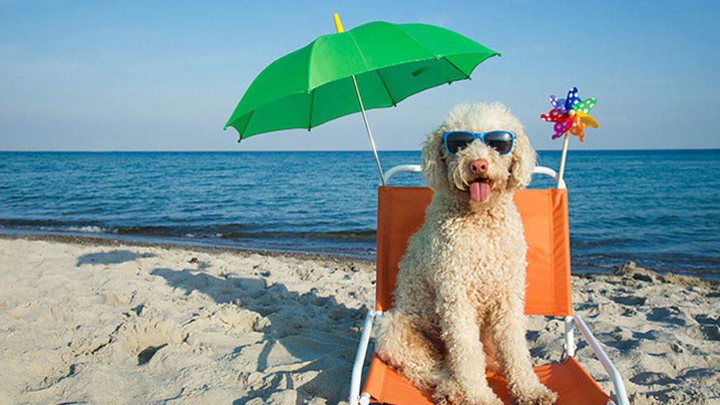 Mascota Playa 1024x576