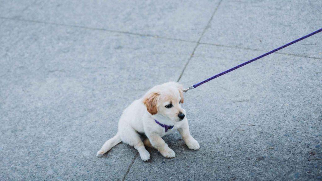 Cómo Enseñarle A Tu Perro A Caminar Con Correa Sin Jalar Perro Caminar 1024x576