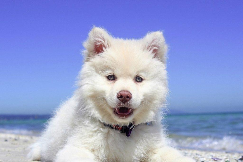 Perro Mastique 1024x683