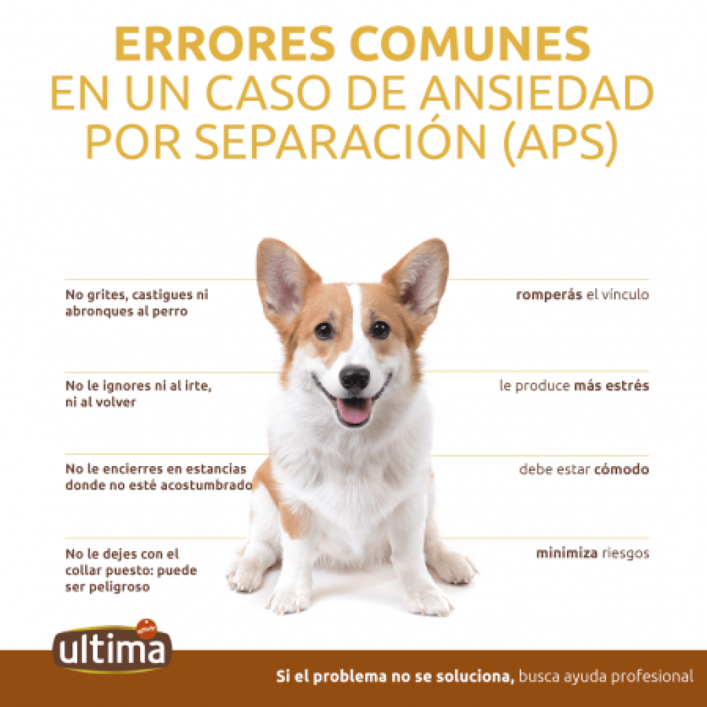 Perros Ansiosos 1024x1024