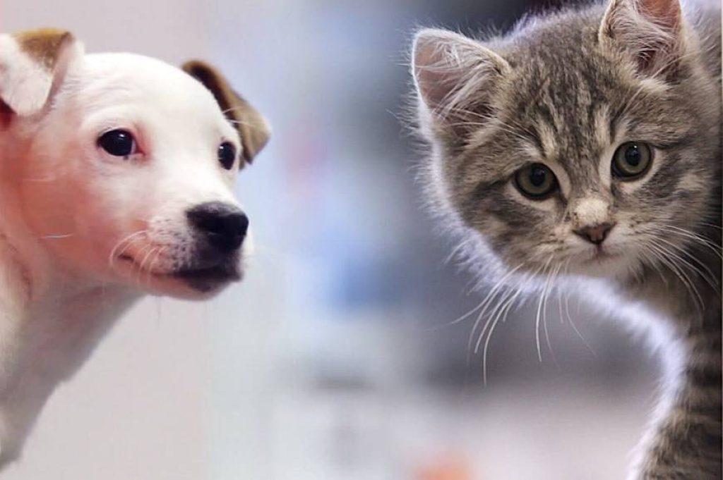 Perros Gatos 1024x681