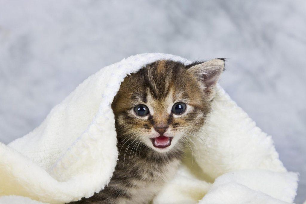 Si Gato 1024x682