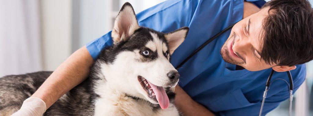 Visita Veterinario 1024x381