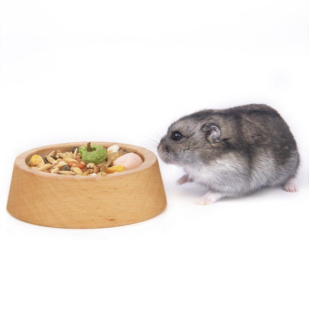 Comida Hamsters 1024x1024
