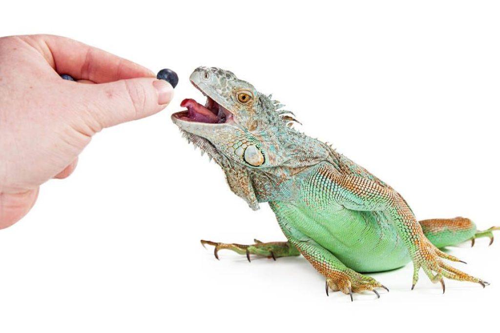 Comida Iguanas 1024x683