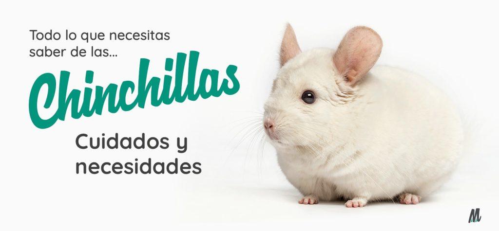 Cuidado Chinchillas 1024x475