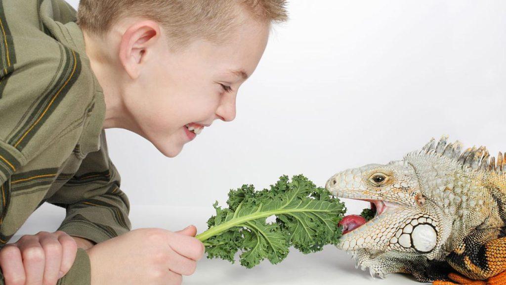 Cuidado Iguanas 1024x576