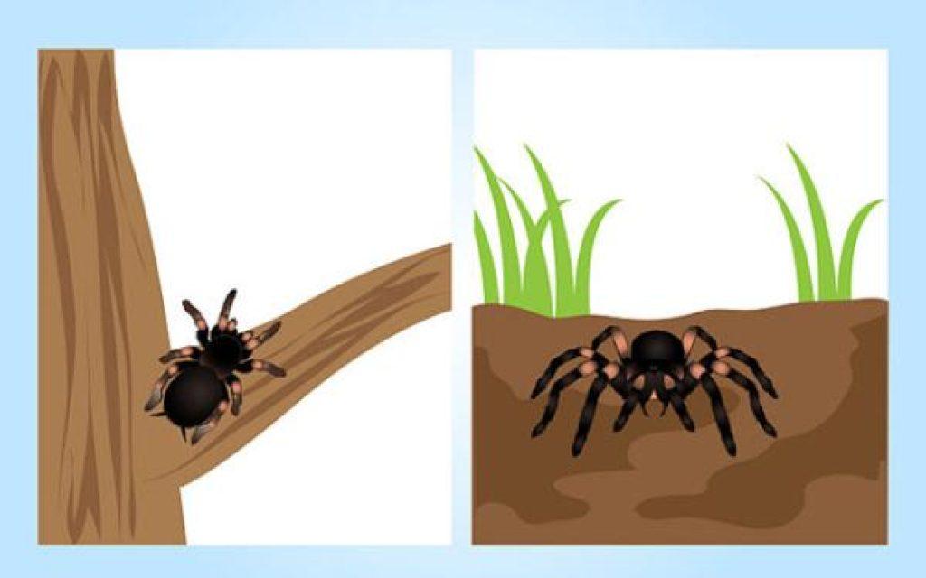 Cuidado Tarantulas 1024x640