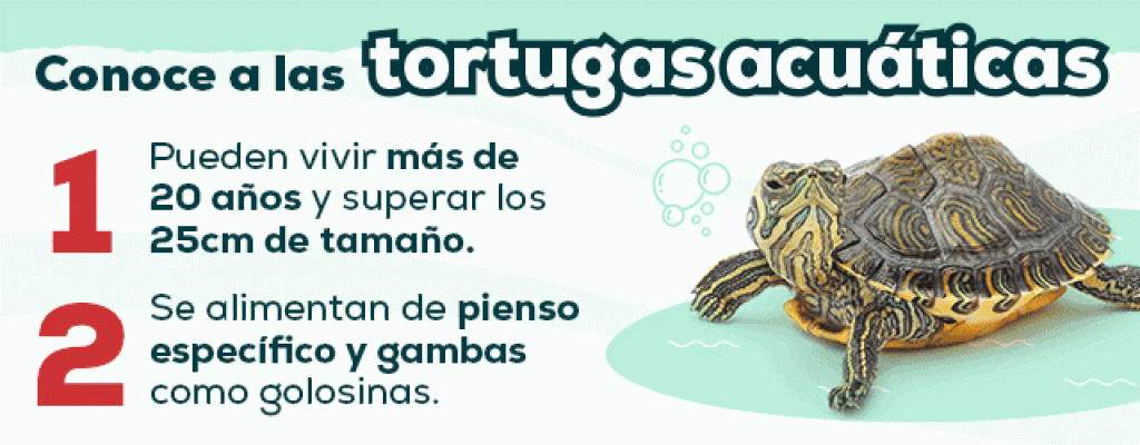 Cuidado Tortugas 1024x400