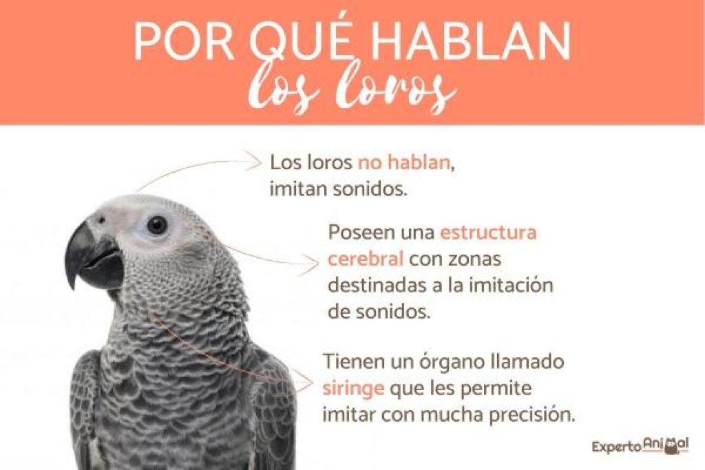 Loro Hablar 1024x683
