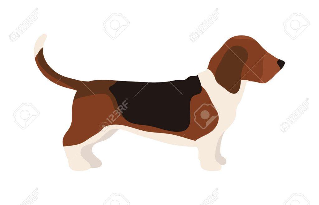Mascota Sienta 1024x659