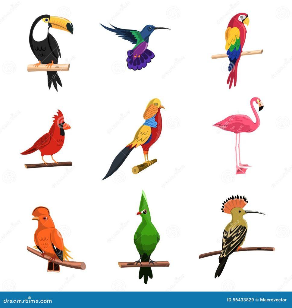 Pajaros Exoticos 969x1024