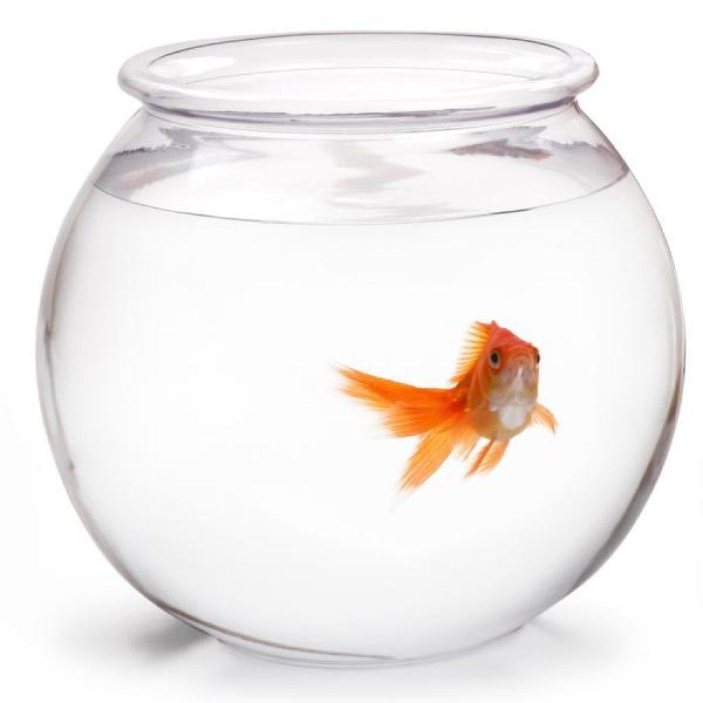Consejos Para Mantener A Tus Peces De Acuario Saludables Peces Acuario 1024x1024