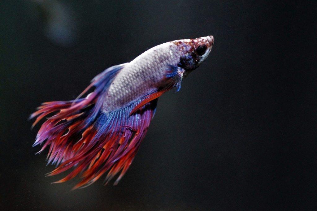 Peces Betta 1024x682