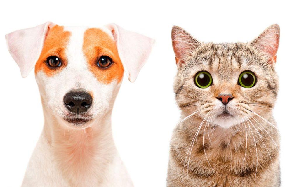 Perro Gato 1024x640