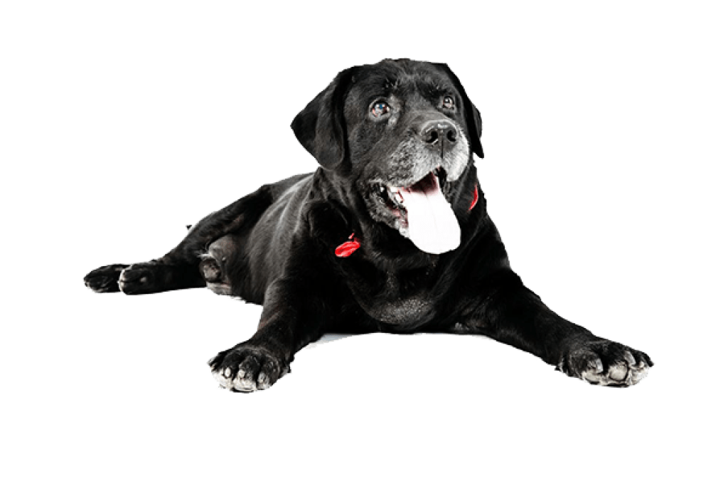 Perro Senior 1024x683