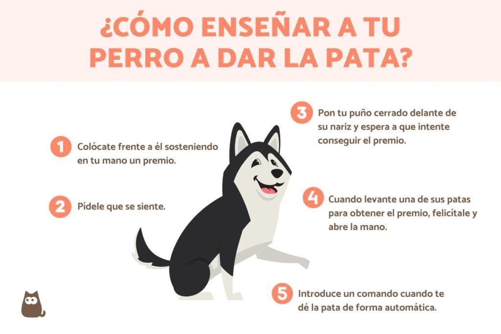Perro Trucos 1024x683