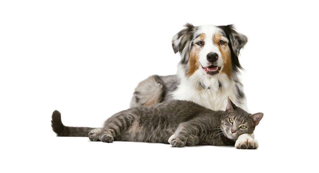 Cómo Prevenir Y Tratar El Estreñimiento En Perros Y Gatos Perros Gatos 1 1024x555