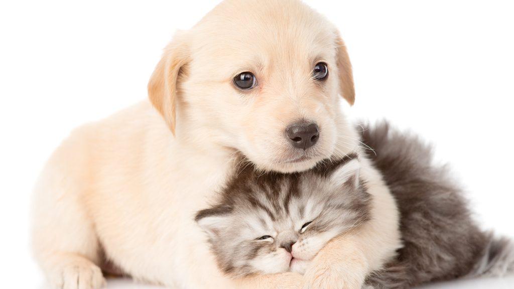 Perros Gatos 1024x576