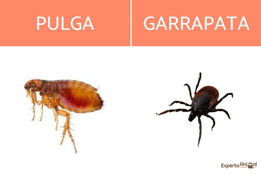 Pulgas Garrapatas 1024x683