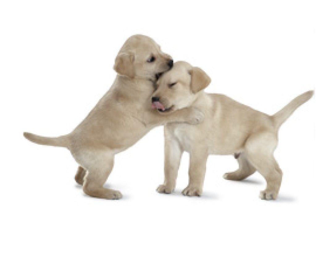 Consejos Para La Socialización De Cachorros Socializacion Cachorro 1024x834