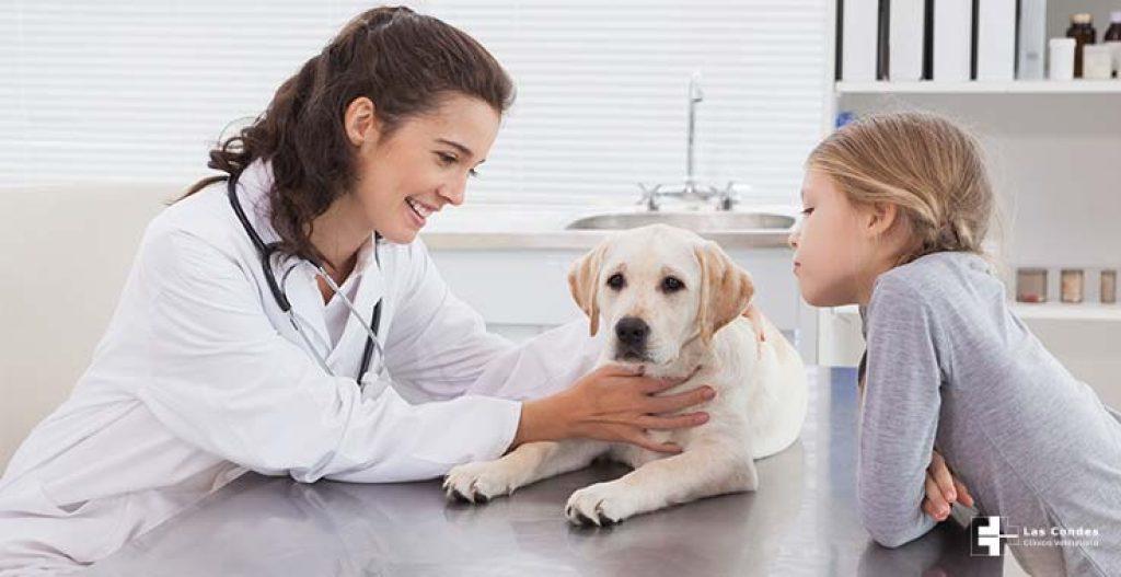 Visita Veterinario 1024x527