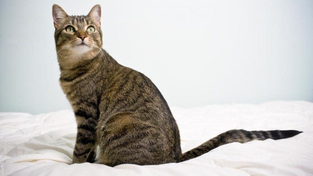 Gatos Animales 1024x576