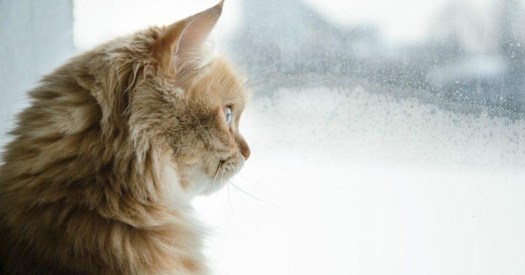 Cómo Elegir El Mejor Tipo De Comida Para Gatos Mayores Gatos Mayores 1024x536