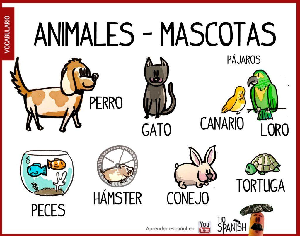 Mascota Animales 1024x807
