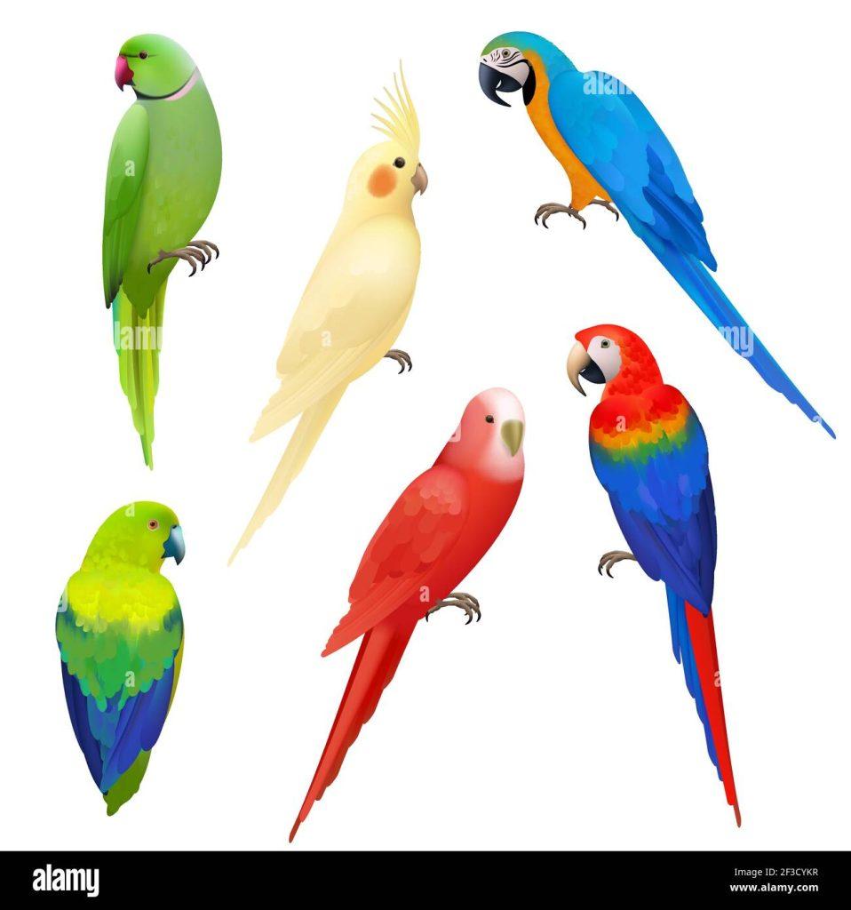 Pajaros Exoticos 958x1024
