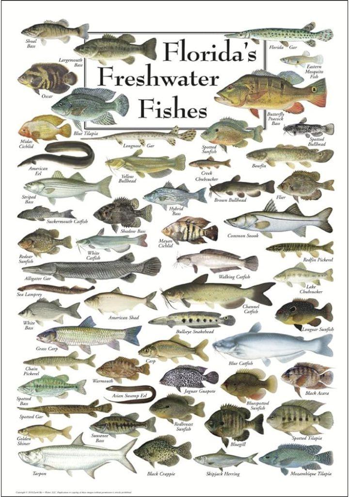 Peces Agua 720x1024