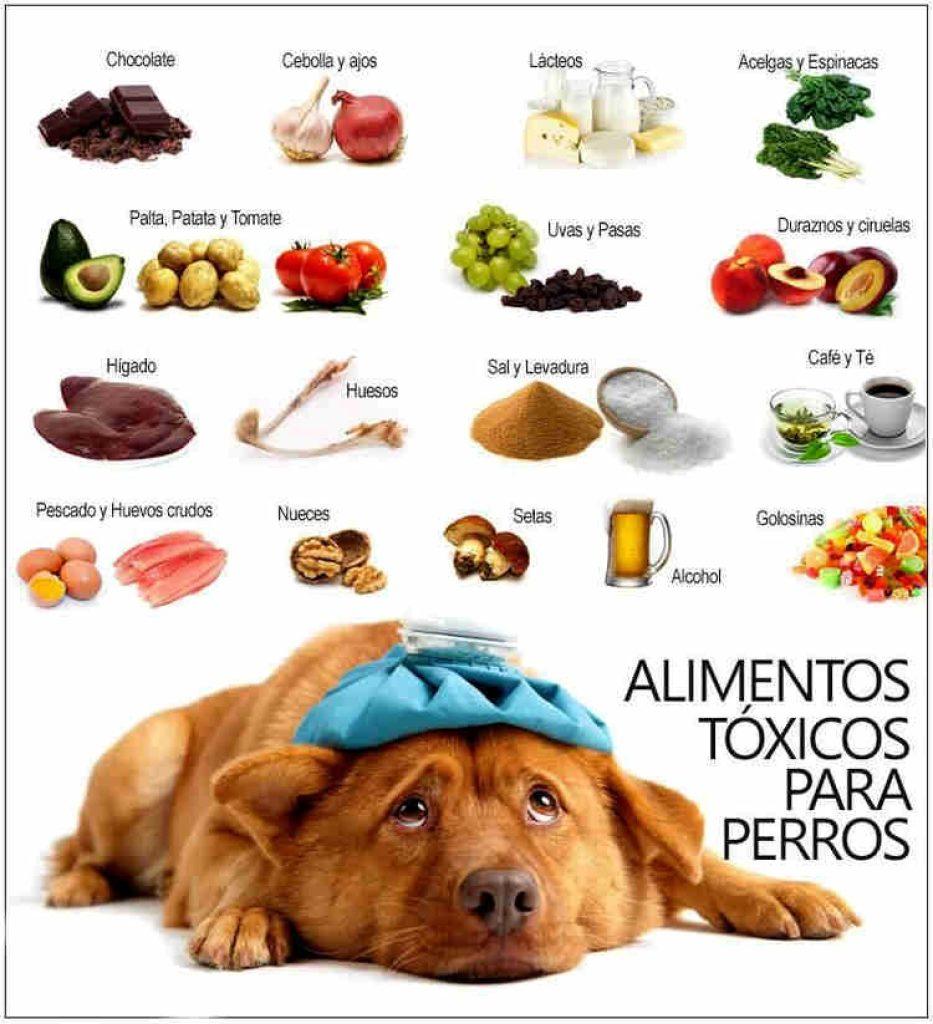 ¿Los Perros Pueden Comer Kiwis? Perros Comer 1 933x1024
