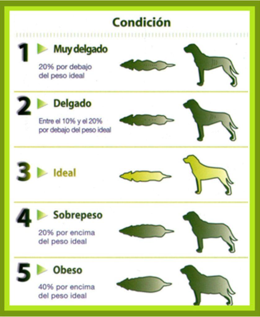 Perros Sobrepeso 839x1024