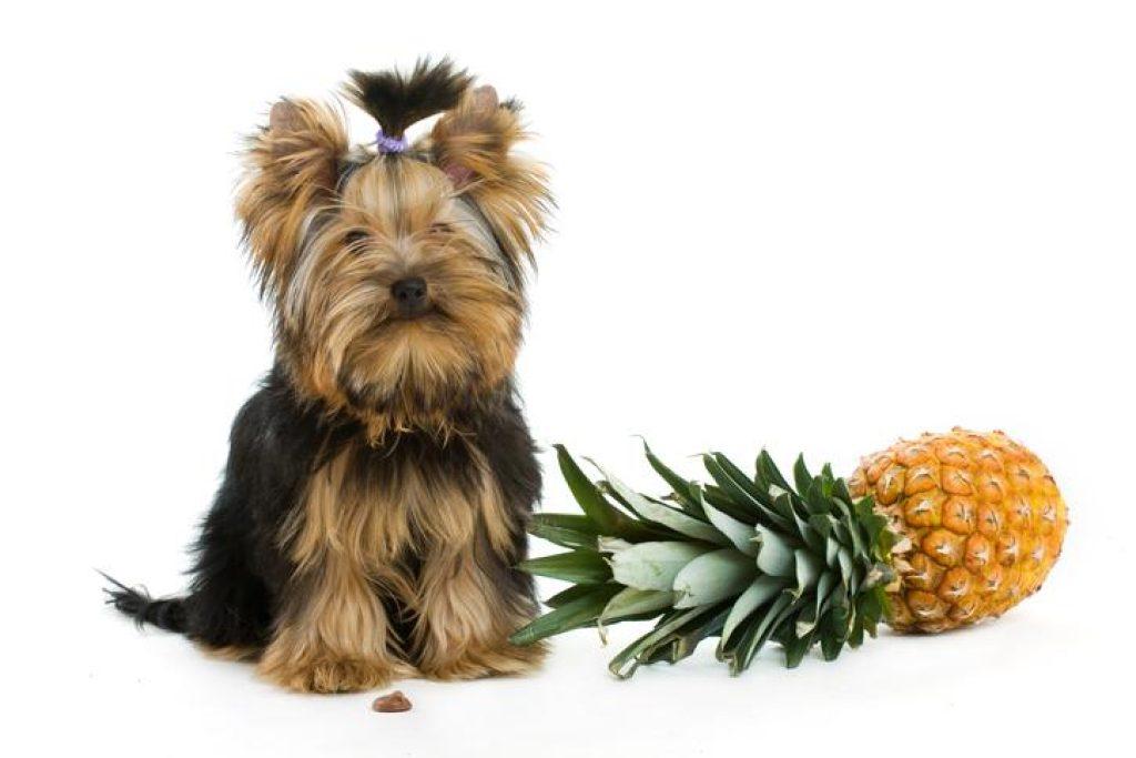 Pina Perro 1024x683
