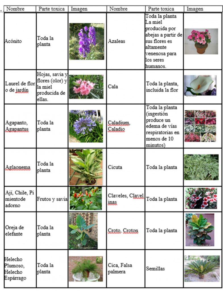Plantas Toxicas 785x1024