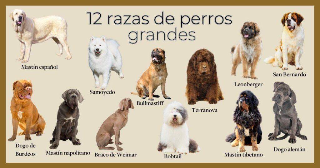 Set De Cepillos Para Perros De Raza Grande Raza Grande 1024x538