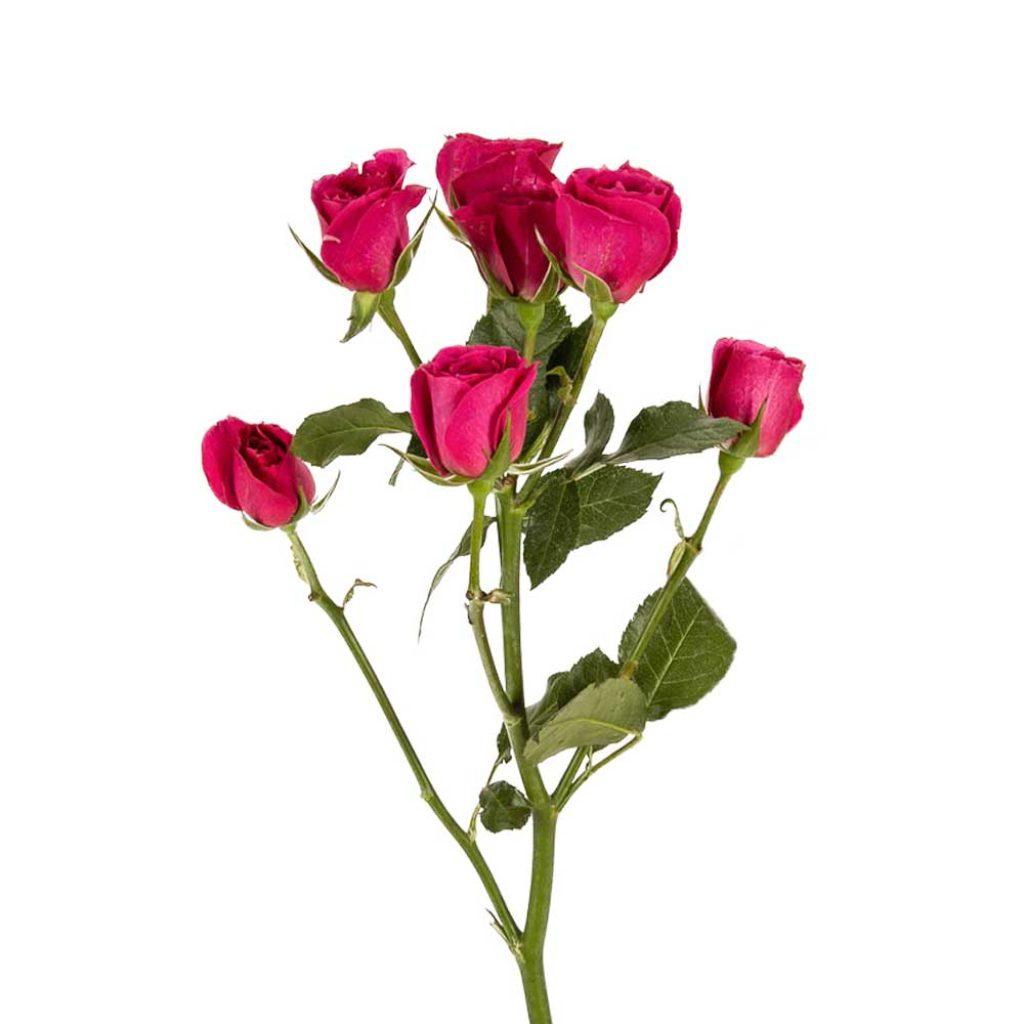 Rosas Chile 1024x1024