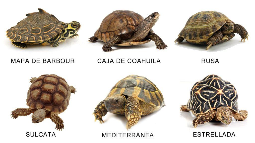 Tortugas Terrestres 1024x576