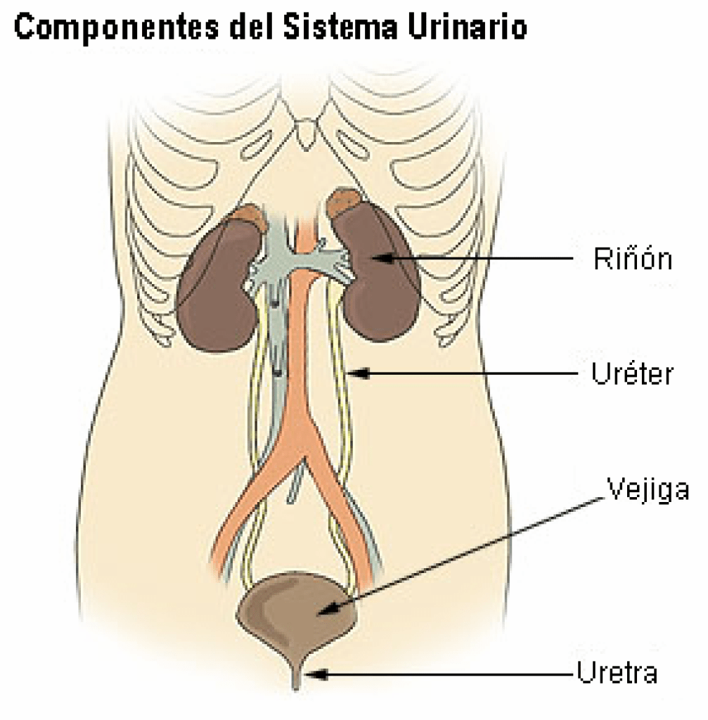 Tracto Urinario 1007x1024